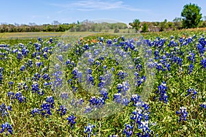 A Beautiful Field Blanketed with the Famous Texas Bluebonnets photo