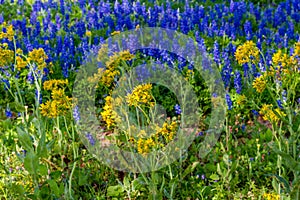 A Beautiful Field Blanketed with the Famous Texas Bluebonnets photo