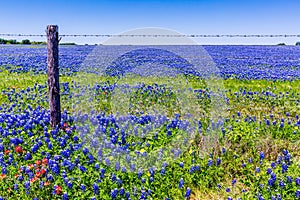 A Beautiful Field Blanketed Solid Blue with Bluebonnets photo