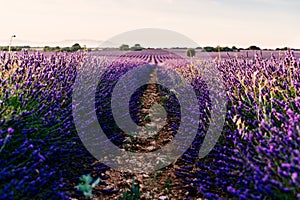 Beautiful field of blooming lavender during sunset in Brihuega, Guadalajara province, Spain