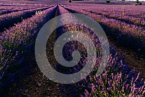 Beautiful field of blooming lavender during sunset in Brihuega, Guadalajara province, Spain