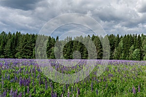 Beautiful field of blooming purple lupines against background of green forest and blue sky