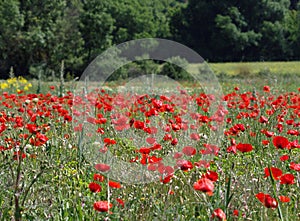 Field of red poppies in Provence France with trees in background