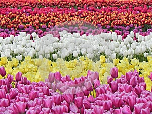 Beautiful Field of Blooming Tulips