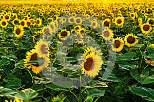 Beautiful field of blooming yellow sunflower flowers against the background