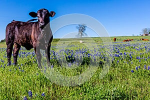 A Beautiful Field with Bluebonnets and Black Angus Cow photo