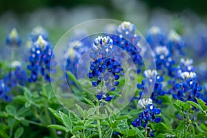 Beautiful field of bluebonnets in Texas