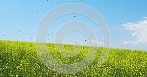 Beautiful field of bright yellow flowers. Summer landscape.