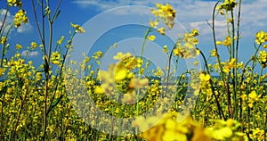 Beautiful field of bright yellow flowers. Summer landscape.