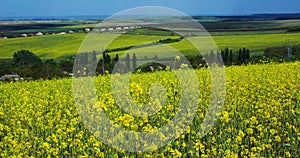 Beautiful field of bright yellow flowers. Summer landscape.