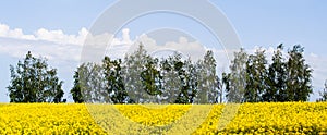 Beautiful field of bright yellow rape with trees