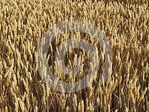 Beautiful field of cereal gilded by the sun ready to harvest and grind photo