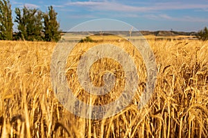 Beautiful field of cereals wheat, barley, oats dried and golden by the sun.