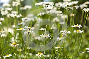 Beautiful field chamomile with beautiful bokeh 4