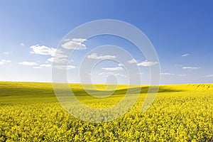 Beautiful field and clear blue sky