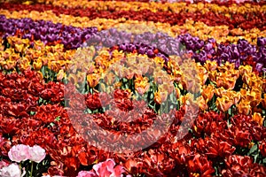 Beautiful Field Of Colorful Tulips, red, orange, purple