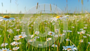 Beautiful field of daisies or chamomiles, with blue sky. Wild flowers chamomiles blossoming on meadow. Close up.