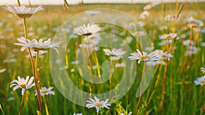 Beautiful field of daisies or chamomiles, with blue sky. Wild flowers chamomiles blossoming on meadow. Close up.