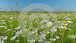 Beautiful field of daisies or chamomiles, with blue sky. Wild flowers chamomiles blossoming on meadow. Slow motion.