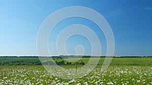 Beautiful field of daisies or chamomiles, with blue sky. Wild flowers chamomiles blossoming on meadow. Wide shot.