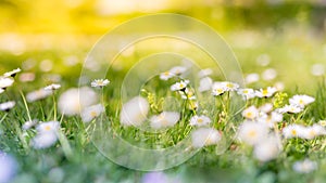 Beautiful field of daisy flowers in spring. Blurred abstract summer meadow with bright blossoms