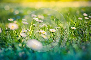 Beautiful field of daisy flowers in spring. Blurred abstract summer meadow with bright blossoms