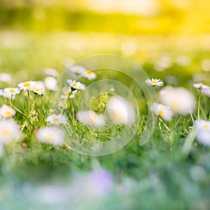 Beautiful field of daisy flowers in spring. Blurred abstract summer meadow with bright blossoms