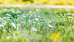 Beautiful field of daisy flowers in spring. Blurred abstract summer meadow with bright blossoms