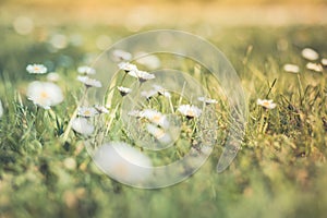 Beautiful field of daisy flowers in spring. Blurred abstract summer meadow with bright blossoms