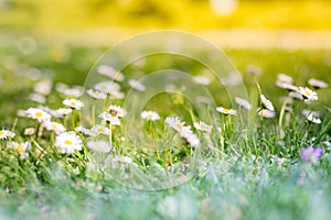 Beautiful field of daisy flowers in spring. Blurred abstract summer meadow with bright blossoms