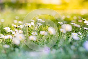 Beautiful field of daisy flowers in spring. Blurred abstract summer meadow with bright blossoms