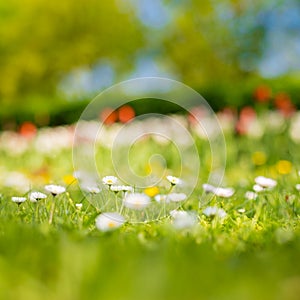 Beautiful field of daisy flowers in spring. Blurred abstract summer meadow with bright blossoms