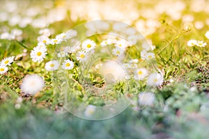 Beautiful field of daisy flowers in spring. Blurred abstract summer meadow with bright blossoms