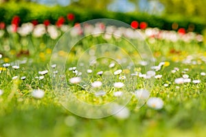 Beautiful field of daisy flowers in spring. Blurred abstract summer meadow with bright blossoms
