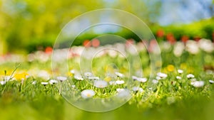 Beautiful field of daisy flowers in spring. Blurred abstract summer meadow with bright blossoms