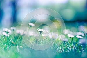 Beautiful field of daisy flowers in spring. Blurred abstract summer meadow with bright blossoms