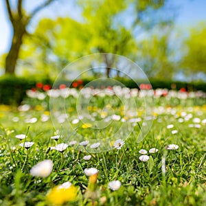 Beautiful field of daisy flowers in spring. Blurred abstract summer meadow with bright blossoms