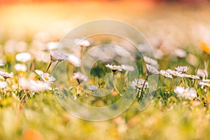 Beautiful field of daisy flowers in spring. Blurred abstract summer meadow with bright blossoms