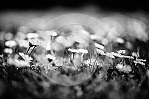 Beautiful field of daisy flowers in spring. Blurred abstract summer meadow with bright blossoms