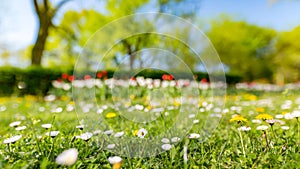 Beautiful field of daisy flowers in spring. Blurred abstract summer meadow with bright blossoms