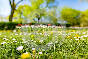 Beautiful field of daisy flowers in spring. Blurred abstract summer meadow with bright blossoms