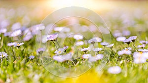 Beautiful field of daisy flowers in spring. Blurred abstract summer meadow with bright blossoms