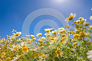 Fiori margherite estate prato un cielo blu bianco nuvole. idilliaco tranquillo felicità 