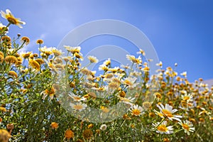 Flowers daisies in summer meadow and blue sky with white clouds. Idyllic tranquil love happiness floral concept