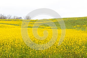 A Beautiful Field of Dense Yellow Flowers Blooming at Stroud Preserve, West Chester, Pennsylvania, USA