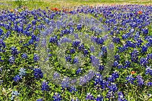 A Beautiful Field of the Famous Texas Bluebonnet (Lupinus texensis) Wildflowers. photo