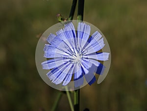 Beautiful field flower
