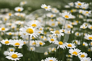 A beautiful field of flowering daisies. close-up of flowers, sid