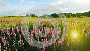 Beautiful field of flowers Ivan-tea and the sun`s rays in summer warm day photo