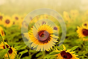 Beautiful field Fresh Sunflower blooming in the morning sun shine golden light and blurry with nature background